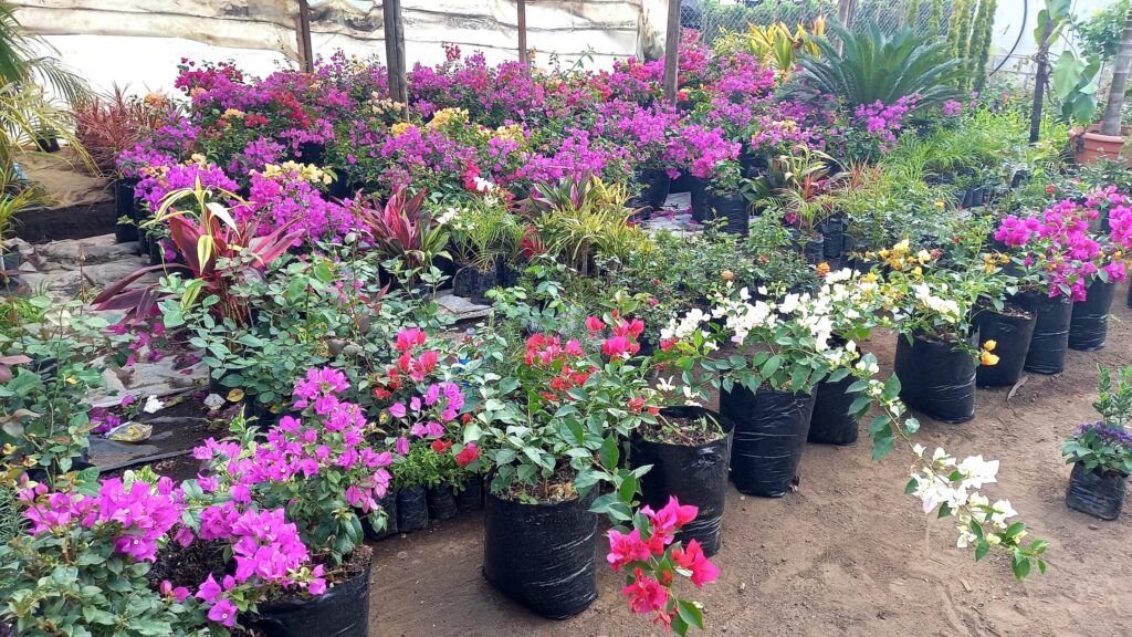 Planras Plantas Naturales - Ecojardines